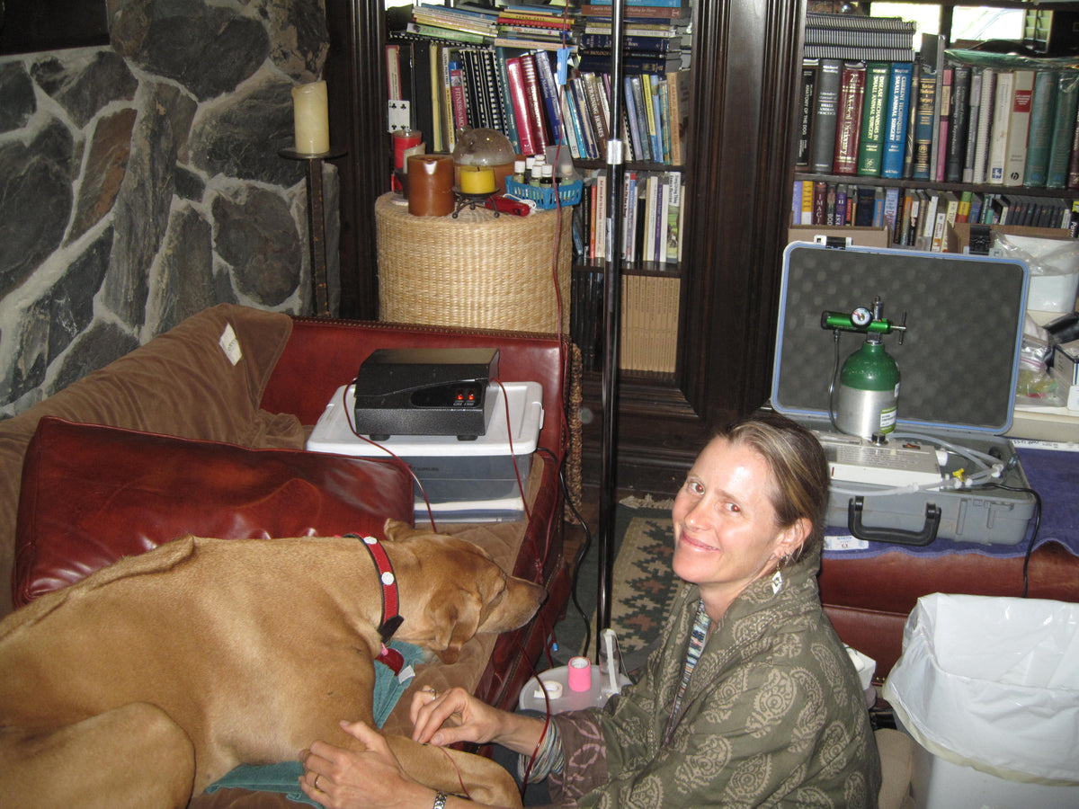 Ultraviolet Blood Irradiation for Animals: Shedding Light on a Revolutionary Therapy