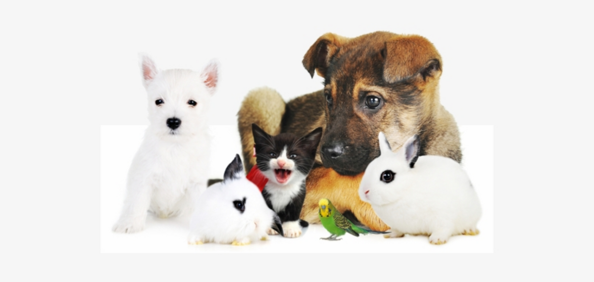 THE BEGINNER'S GUIDE TO OZONE THERAPY FOR ANIMALS