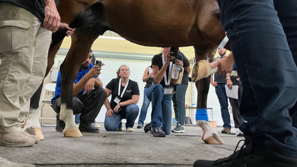 Equine Ozone Therapy Comes to Ocala: A Weekend of Science, Innovation, and Hands-On Learning