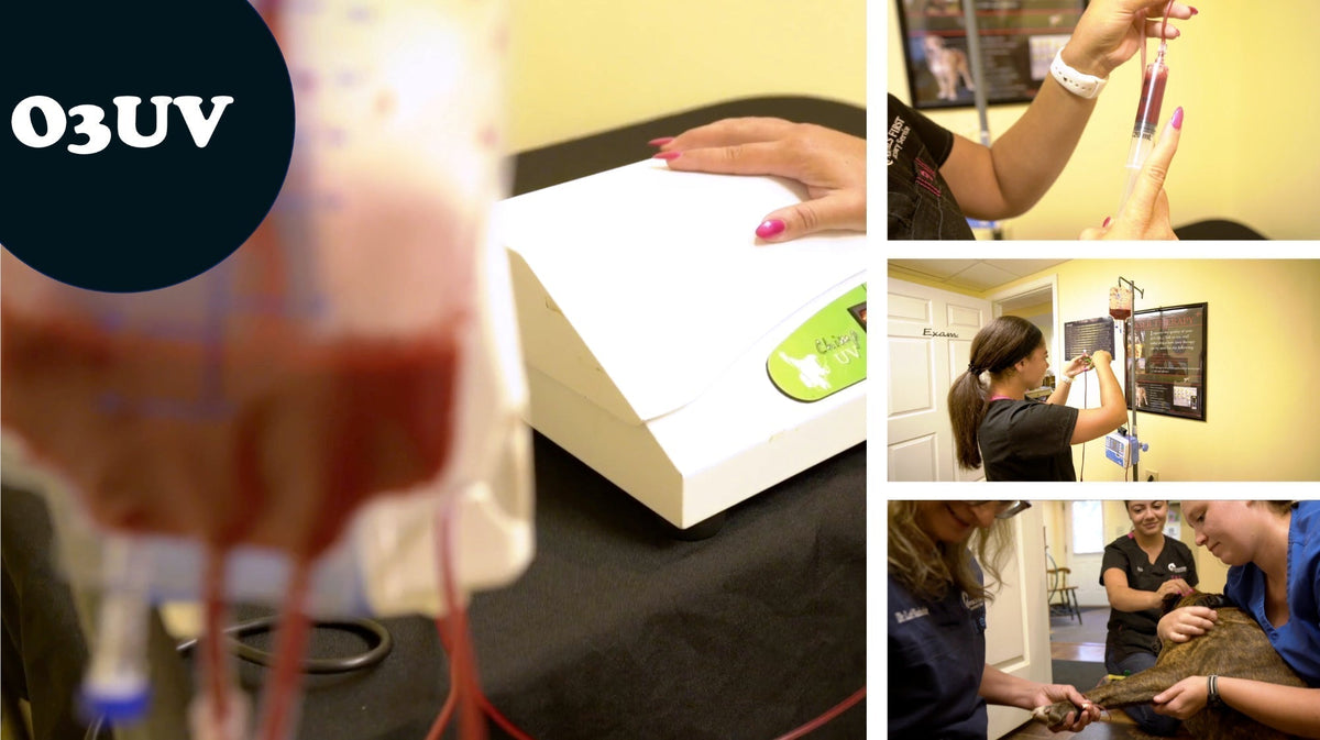 Combining Ozone Therapy and Ultraviolet Blood Irradiation (O3UV) to Treat Animals