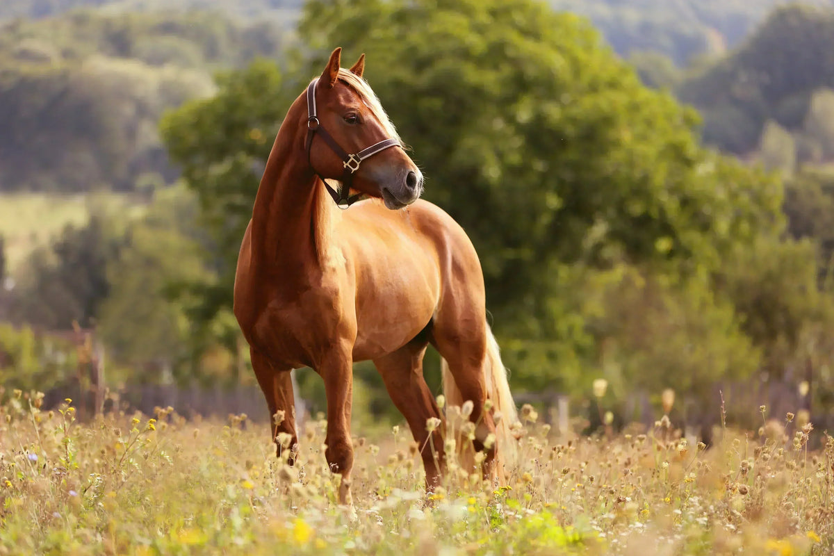 Treating Laminitis in Horses with Ozone Therapy