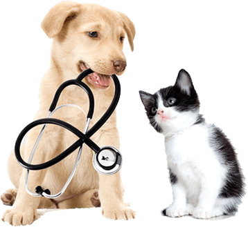 Is Rectal Insufflation The Best All-Around Ozone Treatment?