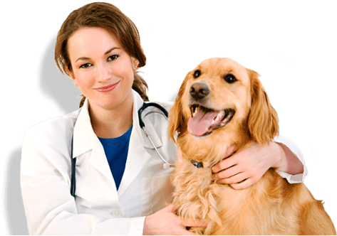 9 ways to improve your veterinary practice with ozone therapy