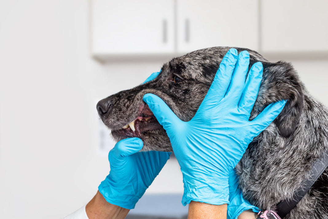 Ozone Therapy in Animal Dentistry