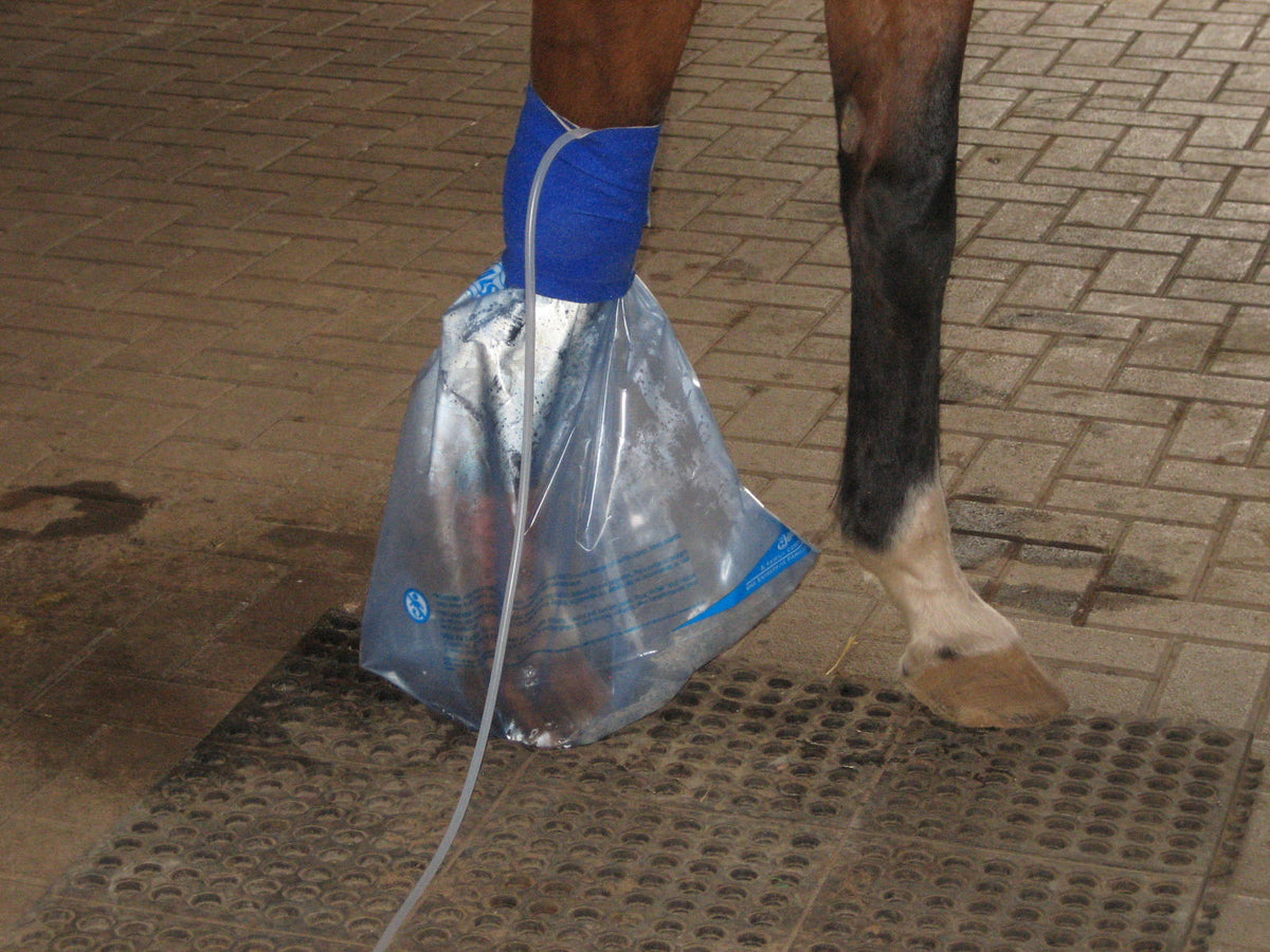 Unlocking the Potential of Ozone Therapy in Equine Veterinary Practice